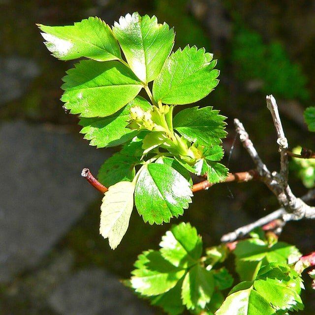 Rose Seed
