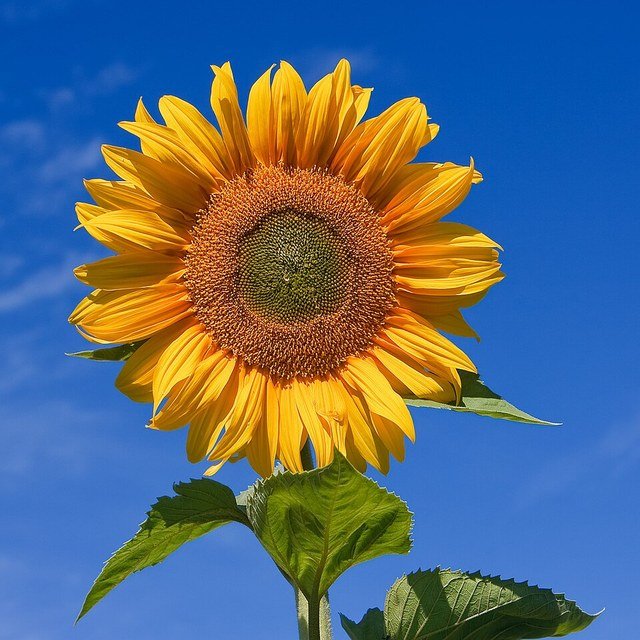 Sunflower Ornamental Seed