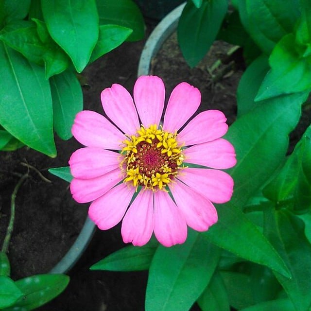 Zinnia Seed