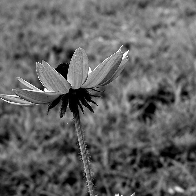 Cosmos Seed