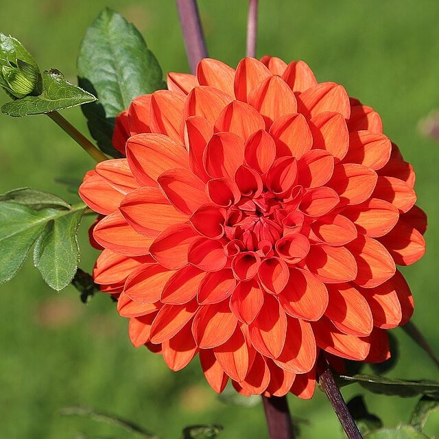 Dahlia Seed