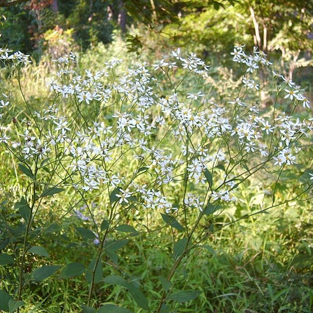 Aster Seed