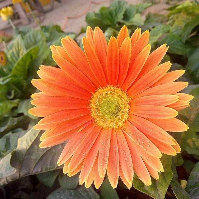 Gerbera Seed