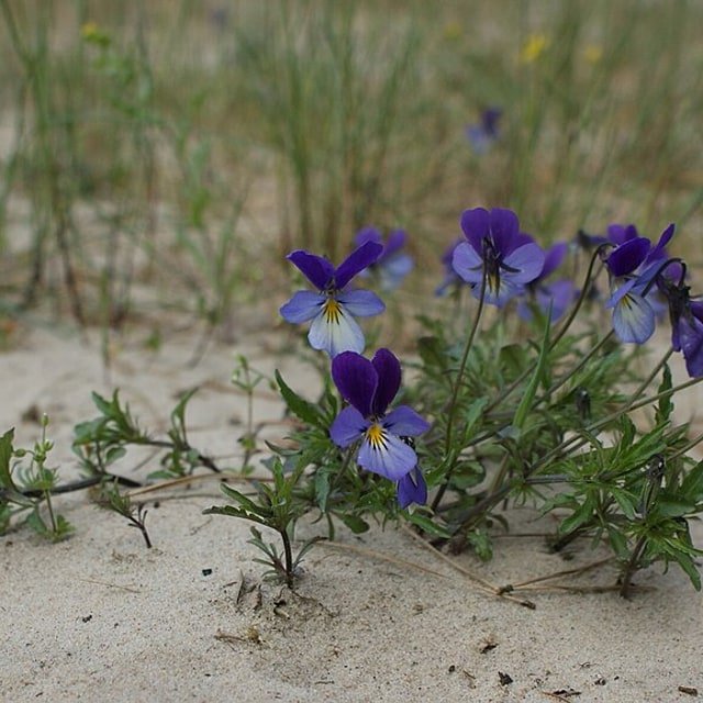 Pansy Seed