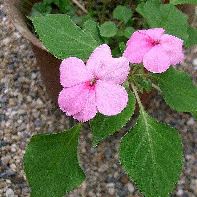 Impatiens Seed