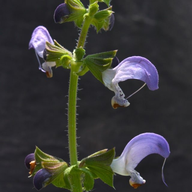 Salvia Seed