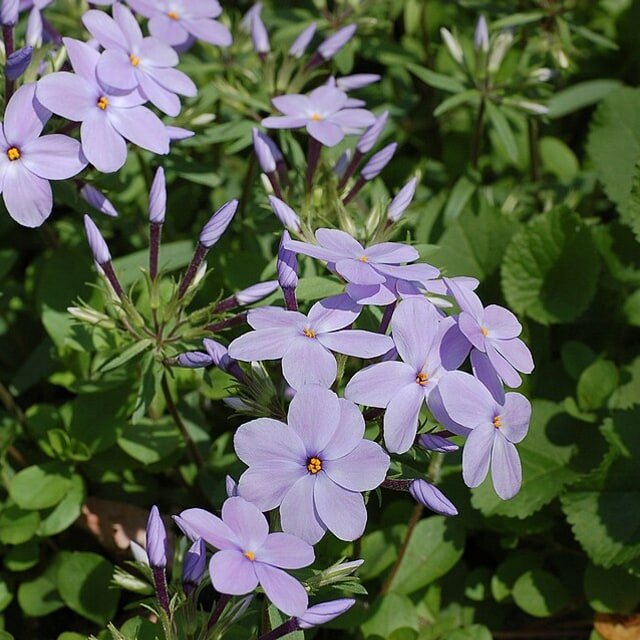 Phlox Seed
