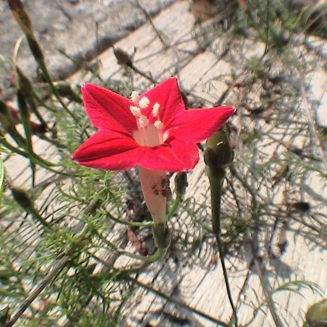 Morning Glory Seed