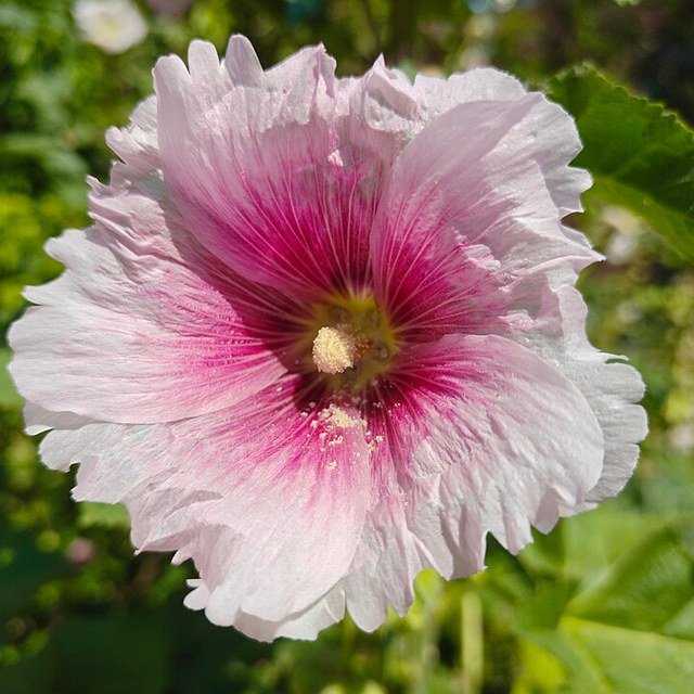 Hollyhock Seed