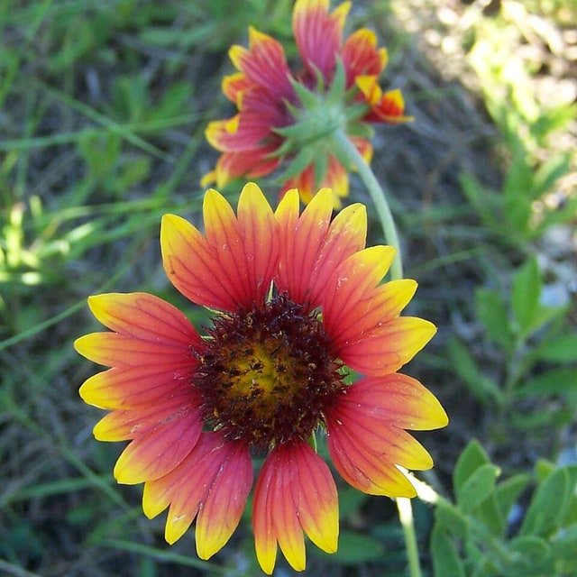 Gaillardia Seed