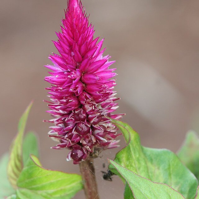 Cockscomb Seed