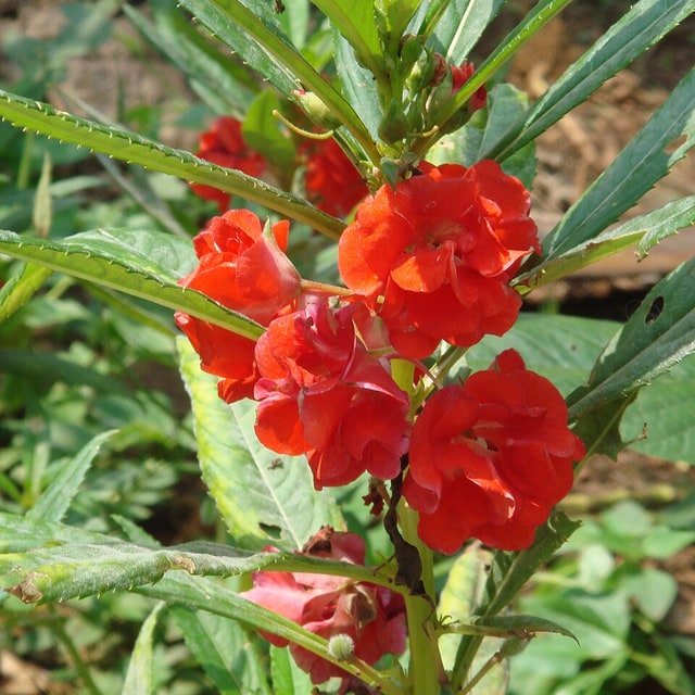 Balsam Seed