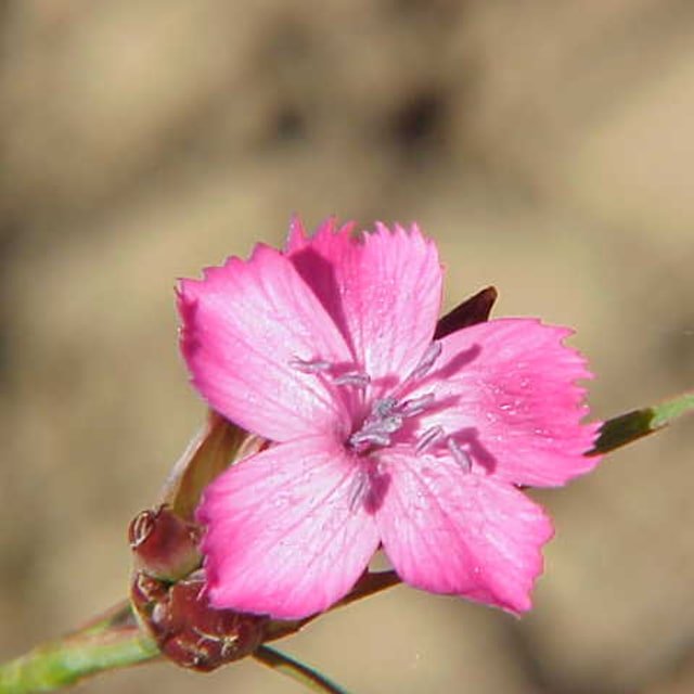 Dianthus Seed