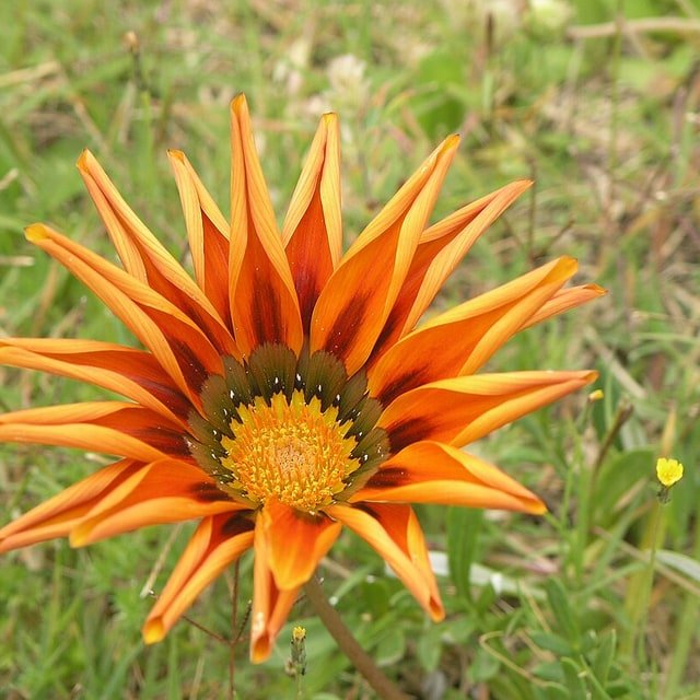 Gazania Seed
