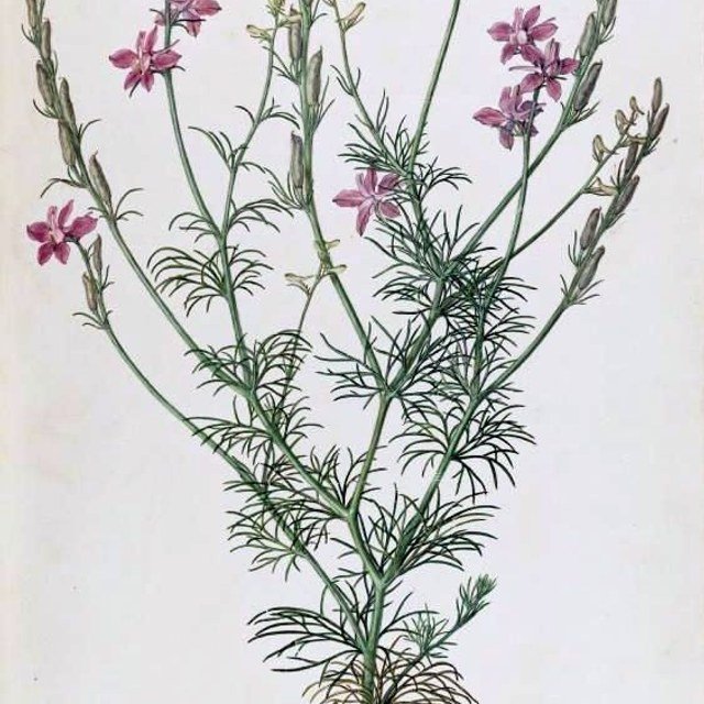 Larkspur Seed