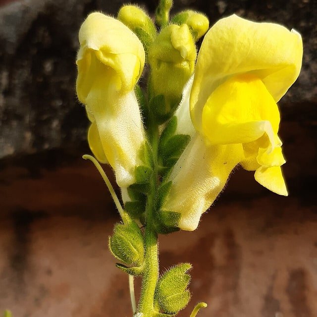 Snapdragon Seed