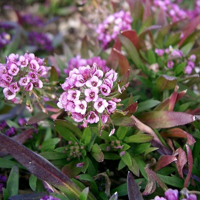Alyssum Seed