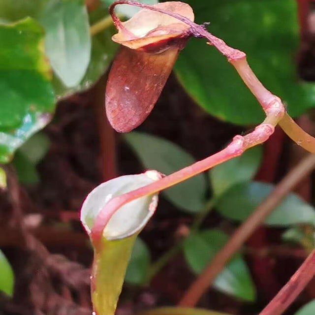 Begonia Seed