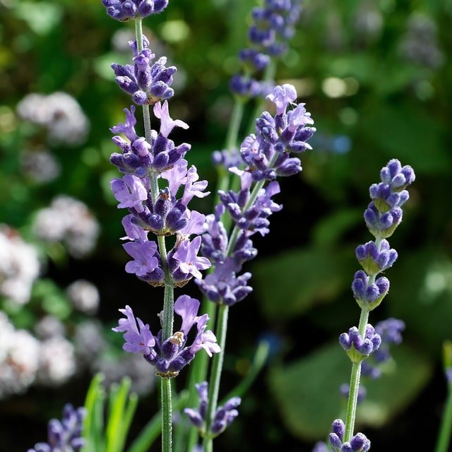 Lavender Seed