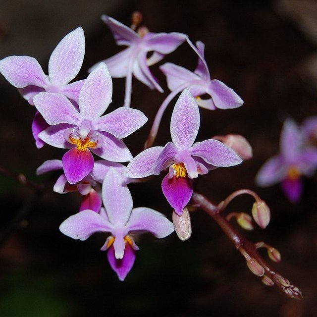 Orchid Seed for propagation