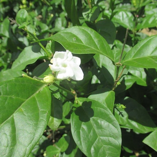 Jasmine Seed