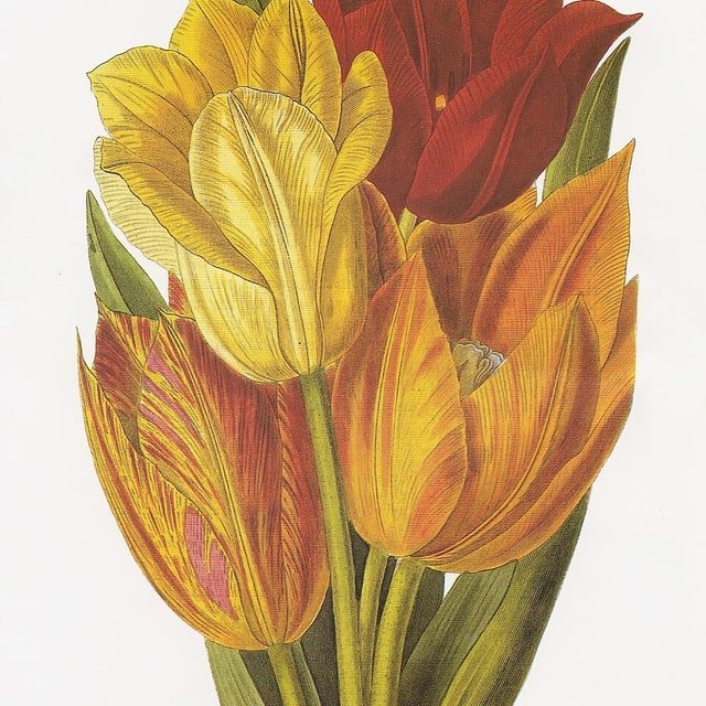 Tulip Seed